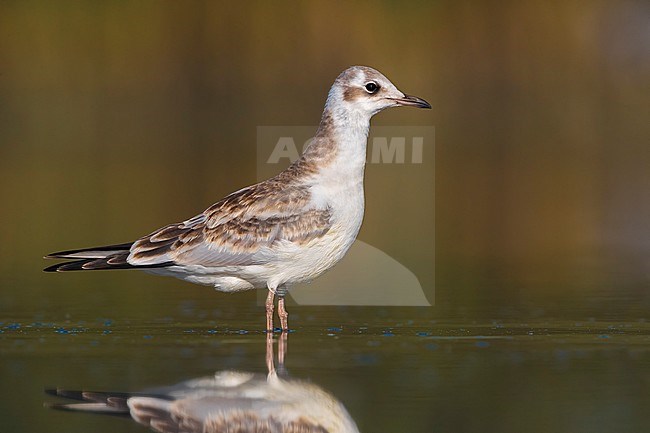 Common Black-headed Gull; Croicocephalus ridibundus stock-image by Agami/Daniele Occhiato,