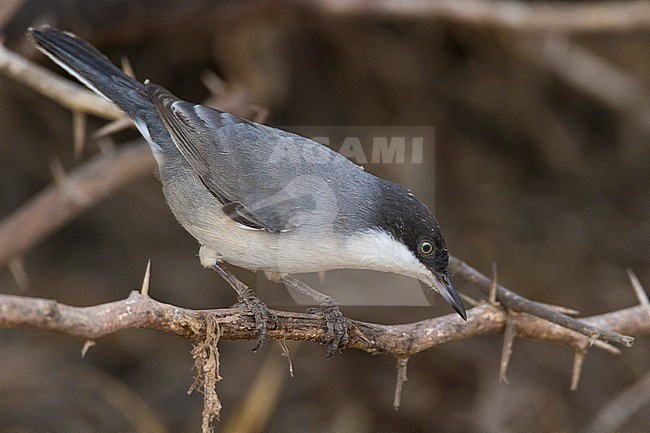 Eastern Orphean Warbler (Sylvia crassirostris), side view of an adult perched in a bush in Oman stock-image by Agami/Saverio Gatto,