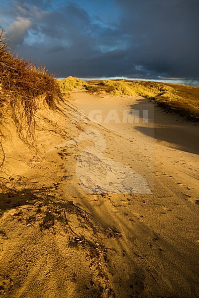 Coepelduynen, Katwijk (Netherlands) stock-image by Agami/Menno van Duijn,
