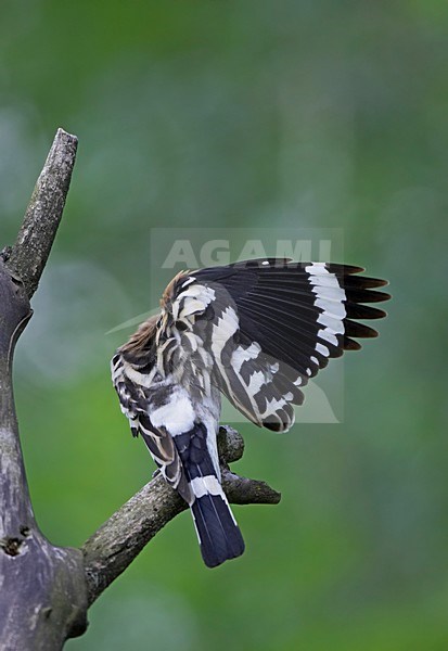 Hop poetsend; Eurasian Hoopoe washing stock-image by Agami/Markus Varesvuo,