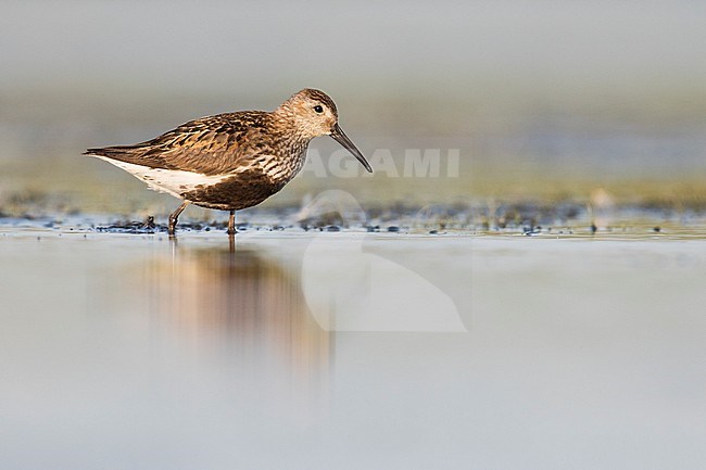 Dunlin - Alpenstrandläufer - Calidris alpina, Germany, adult, breeding plumage stock-image by Agami/Ralph Martin,