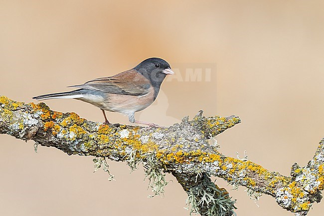 Adult male
Santa Barbara Co., CA
November 2022 stock-image by Agami/Brian E Small,