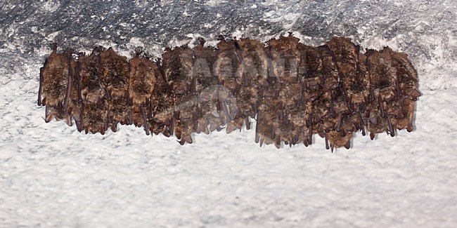 Hangende Ingekorven vleermuis, Geoffroy's bat hangend stock-image by Agami/Theo Douma,