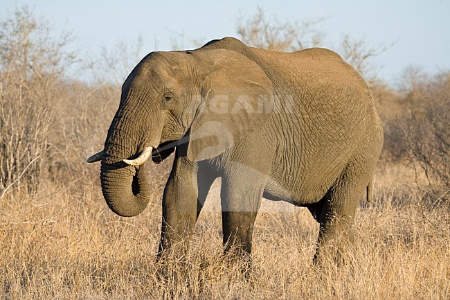 Afrikaanse Olifant in het Kruger Park; African Elephant at Kruger Park stock-image by Agami/Marc Guyt,