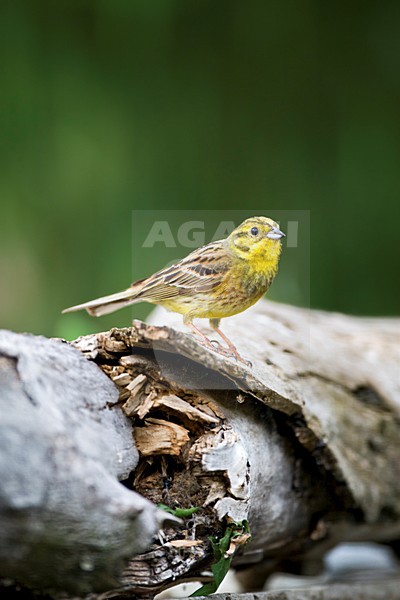 manual updated stock-image by Agami/Marc Guyt,