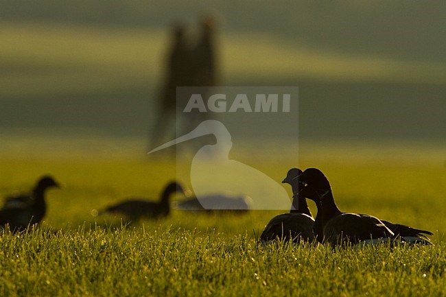 Rotgans in grasland; Dark-bellied Brent Goose in grass land stock-image by Agami/Menno van Duijn,