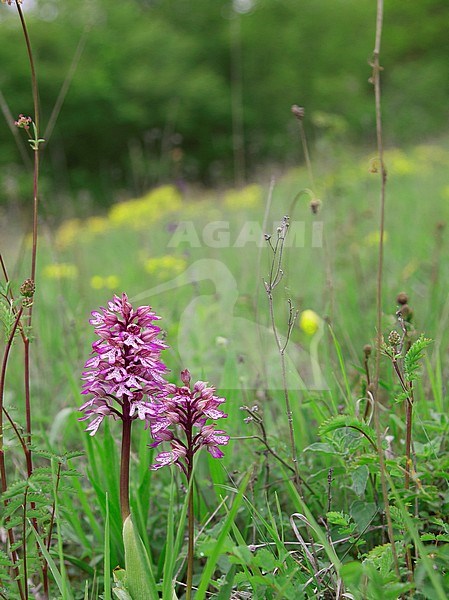 Military Orchid, Orchis militaris stock-image by Agami/Theo Douma,