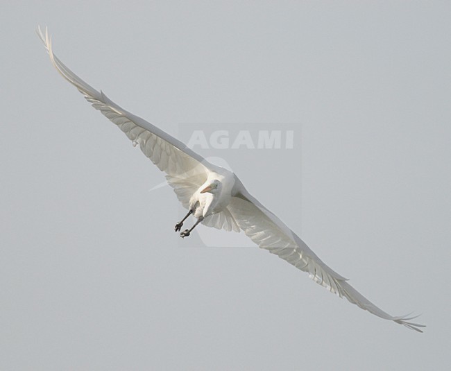 Grote Zilverreiger vliegend; Great Egret flying stock-image by Agami/Hans Gebuis,