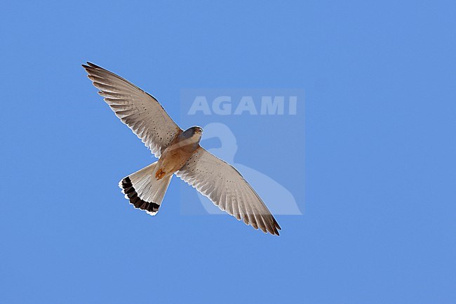 Adult male Lesser Kestrel (Falco naumanni) of the subspecies  ssp. pekinensis in flight against the blue sky stock-image by Agami/Mathias Putze,