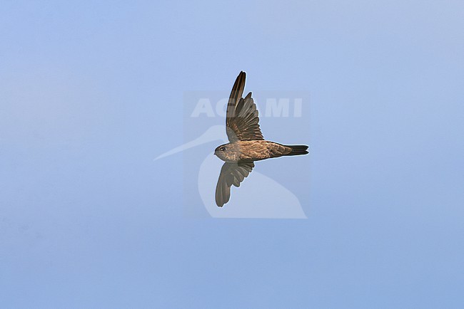 Moulting Edible-nest Swiftlet (Aerodramus fuciphagus) flying against a blue sky as a background, Malaysia stock-image by Agami/Tomas Grim,