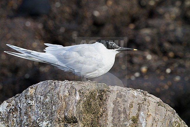  stock-image by Agami/Menno van Duijn,