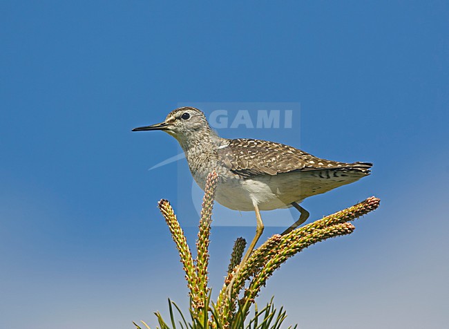 Bosruiter in het broedgebied; Woos Sandpiper at breedingsite stock-image by Agami/Markus Varesvuo,