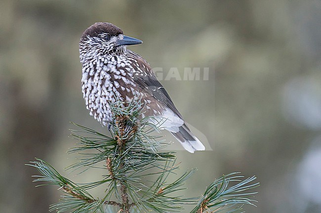 Spotted Nutcracker (Nucifraga caryocatactes) sitting on a branch in alpin forest of Switzerland. stock-image by Agami/Marcel Burkhardt,