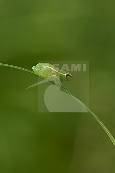 Long Reed Frog (Hyperolius nasutus) on leaf, Bonamanzi South Africa stock-image by Agami/Wil Leurs,