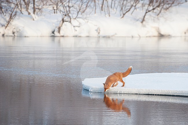 Vos op een ijsschots, Red Fox on ice stock-image by Agami/Sergey Gorshkov,