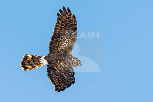 Vrouwtje Blauwe Kiekendief in vlucht; Hen Harrier female in flight stock-image by Agami/Daniele Occhiato,