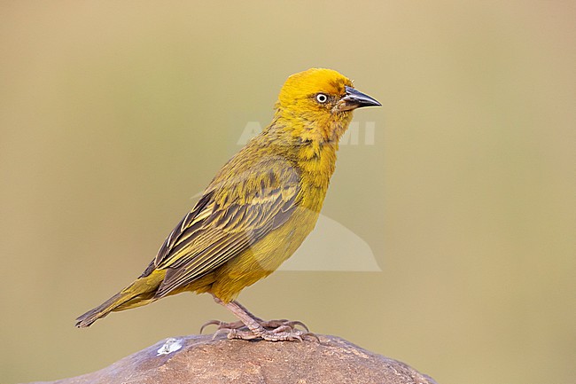 Cape Weavers (Ploceus capensis), side view of an adult male perched on a rock, Western Cape, South Africa stock-image by Agami/Saverio Gatto,