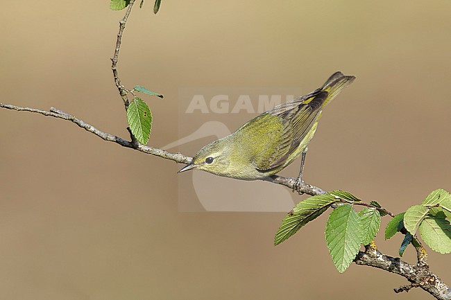 Adult female
Galveston Co., TX
May 2016 stock-image by Agami/Brian E Small,