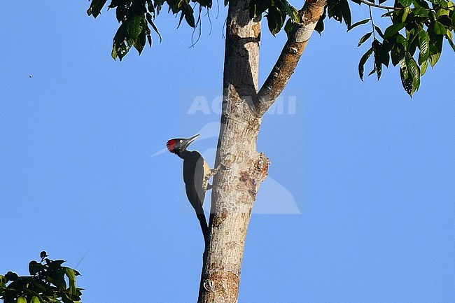 White-bellied Woodpecker, Dryocopus javensis multilunatus, at PICOP, Mindanao, in the Philippines. stock-image by Agami/Laurens Steijn,