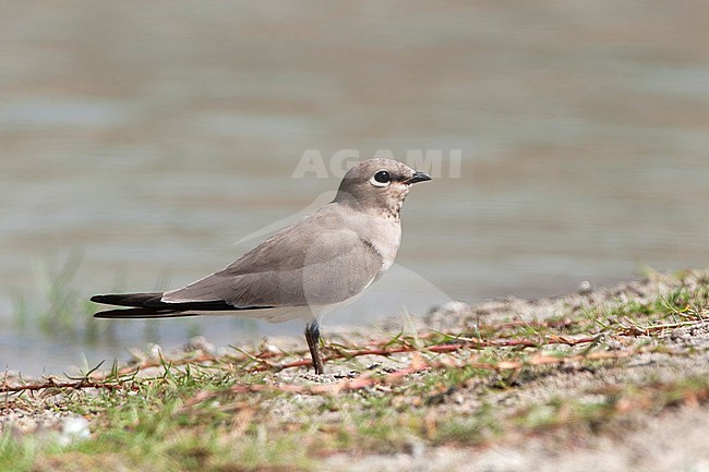 A Little Pratincole (Glareola lactea) is seen standing close by on the edge of a pond near Al Mughsayl in Oman stock-image by Agami/Jacob Garvelink,