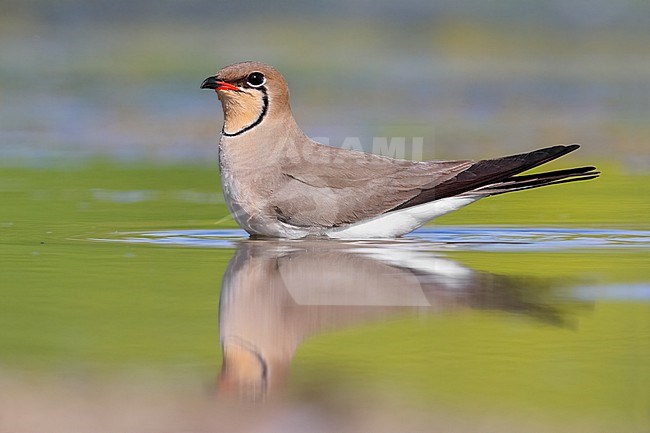 Collared Pratincole (Glareola pratincola), side view of an adult female standing in the water, Campania, Italy stock-image by Agami/Saverio Gatto,