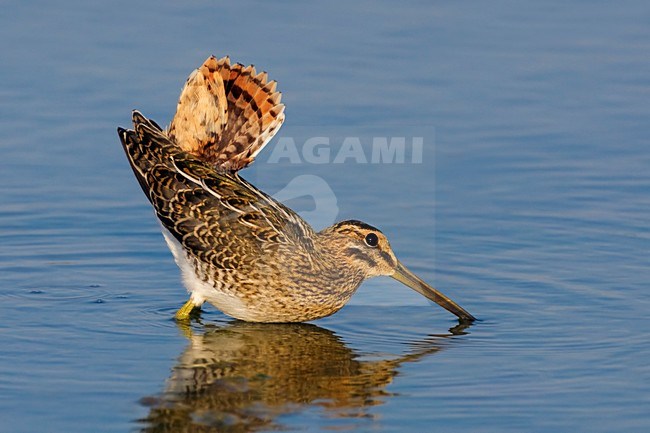 Baltsende Watersnip in water; Displaying Common Snipe in water stock-image by Agami/Daniele Occhiato,