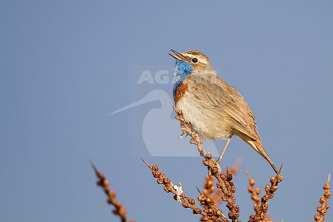 Male White-spotted Bluethroat (Luscinia svecica) in dunes south of Katwijk, Netherlands. stock-image by Agami/Menno van Duijn,