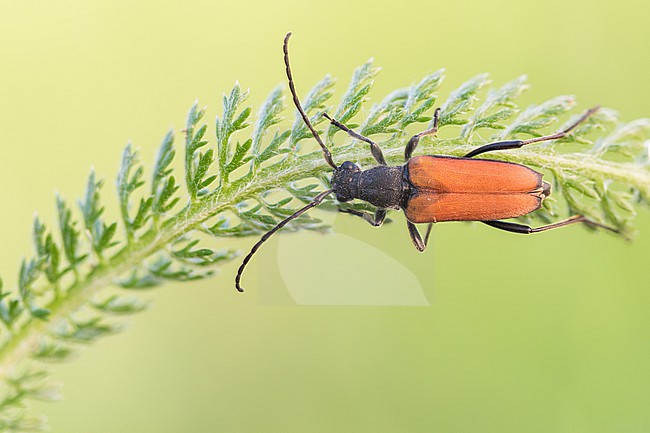 Anastrangalia reyi - Gebirgs-Halsbock, Germany (Baden-Württemberg), imago, female stock-image by Agami/Ralph Martin,