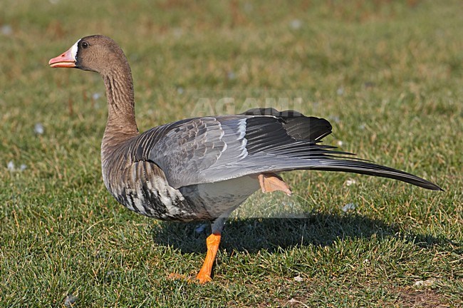 White-fronted Goose stretching its wing and leg, Kolgans zijn vleugel en poot strekkend stock-image by Agami/Markus Varesvuo,