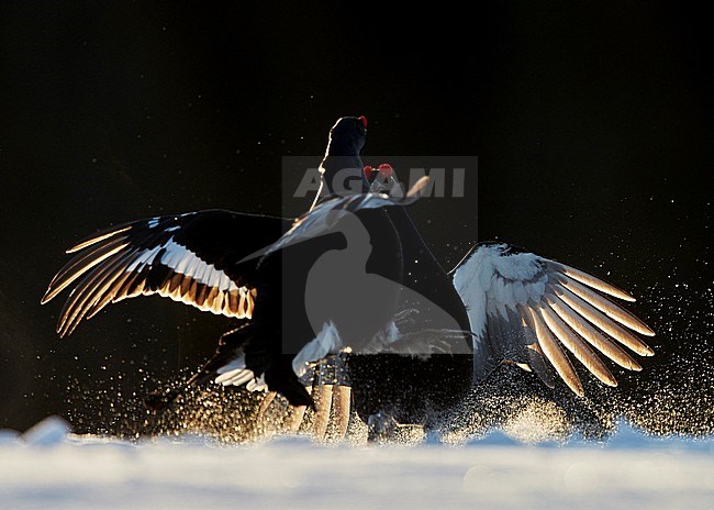 Korhoen baltsend; Black Grouse display stock-image by Agami/Markus Varesvuo,