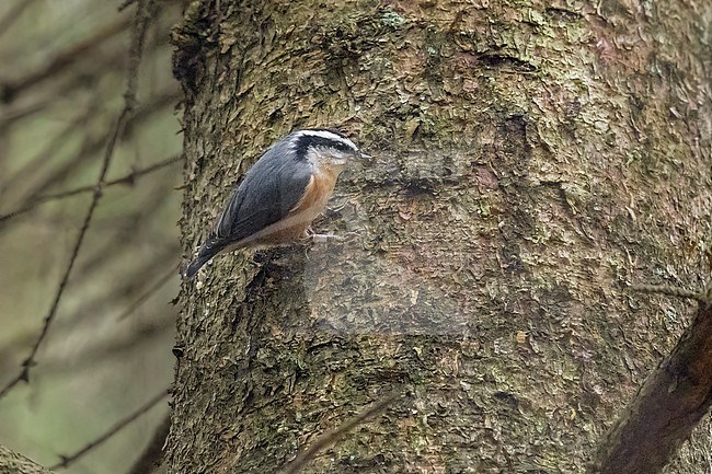 Red-breasted Nuthatch (Sitta canadensis) sitting on a branch into Pine tree canopy, Aukrug, Schleswig-Holstein, Germany. stock-image by Agami/Vincent Legrand,