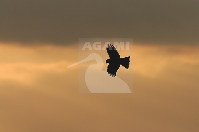 Black Kite flying; Zwarte Wouw vliegend stock-image by Agami/Daniele Occhiato,