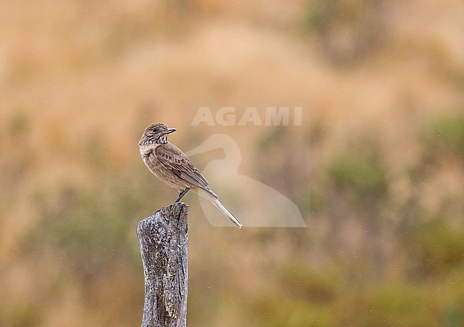 White-tailed Shrike-Tyrant (Agriornis albicauda) in northern Peru. A localized flycatcher of the high Andes, occuring in tropical high-altitude shrubland, subtropical high-altitude grassland, arable land, and pastureland. It is threatened by habitat loss. stock-image by Agami/Pete Morris,