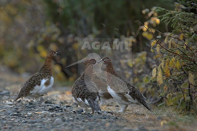 Willow Ptarmigan (Lagopus lagopus), flock of young birds on ground against autumn coloured background in Lapland, Finland stock-image by Agami/Kari Eischer,