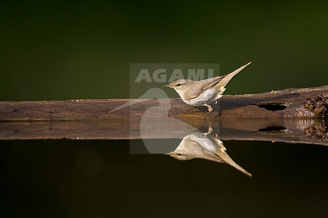 Tjiftjaf bij drinkplaats met opgewipte staart; Common Chiffchaff at drinking site with cocked tail stock-image by Agami/Marc Guyt,