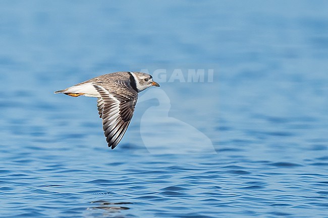 Adult breeding
Galveston Co., TX
April 2023 stock-image by Agami/Brian E Small,