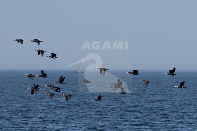 Aalscholver vliegend boven het IJsselmeer; Greater Cormorant in flight over IJsselmeer stock-image by Agami/Arnold Meijer,