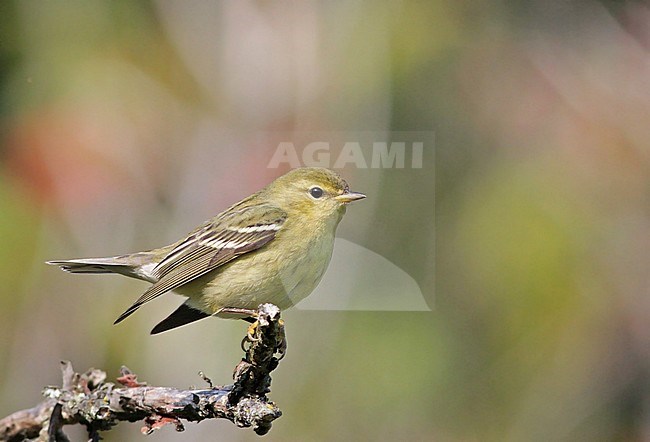 Blackpoll Warbler (Setophaga striata) during autumn migration on the east coast of the United States. stock-image by Agami/Ian Davies,