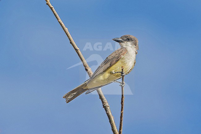 Thick-billed Kingbird (Tyrannus crassirostris) in Mexico. stock-image by Agami/Pete Morris,