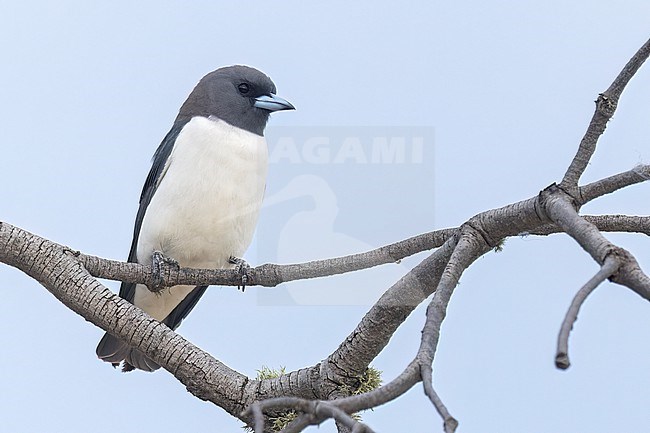 White-breasted Woodswallow (Artamus leucorynchus) perched on a branch in eastern Australia. stock-image by Agami/Glenn Bartley,
