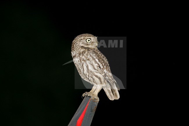 Steenuil zittend bij nacht; Little Owl perched during night stock-image by Agami/Bill Baston,