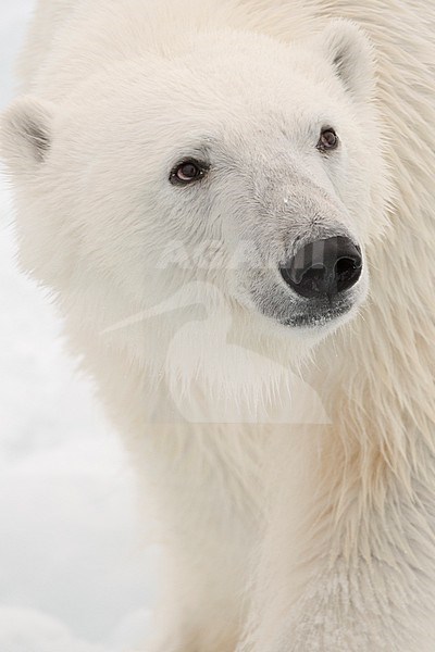A portrait of a polar bear, Ursus maritimus, on pack ice. North polar ice cap, Arctic ocean stock-image by Agami/Sergio Pitamitz,