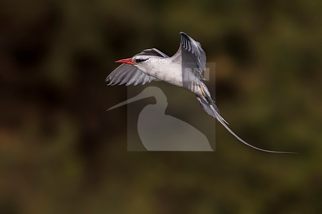 Roodsnavelkeerkringvogel in vlucht, Red-billed Tropicbird in flight stock-image by Agami/Daniele Occhiato,