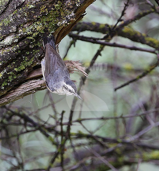 Chinese Nuthatch, Sitta villosa,  in forest on edge of Tibetan plateau, Qinghai, China. stock-image by Agami/James Eaton,