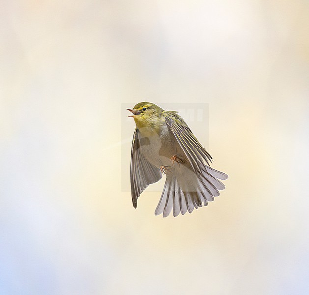 Adult male Wood Warbler (Phylloscopus sibilatrix) singing and displaying in flight in a deciduous forest in spring stock-image by Agami/Ran Schols,