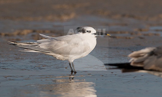 Adult Cabot's Tern (Thalasseus acuflavidus) in late autumn on beach in Texas, USA. stock-image by Agami/Ian Davies,