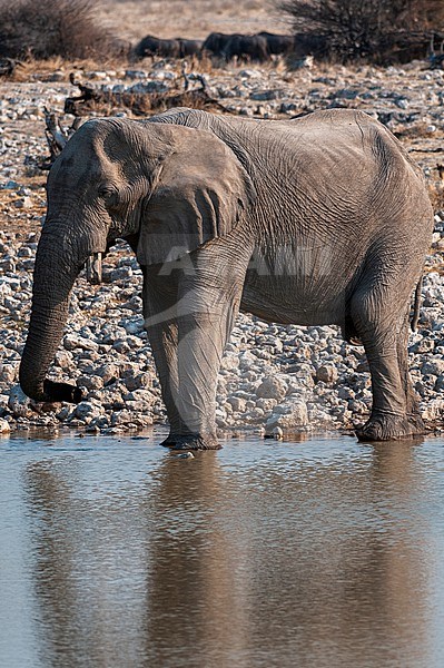 An African elephant, Loxodonta africana, stands at the rocky shoreline of a waterhole and drinks. Etosha National Park, Namibia. stock-image by Agami/Sergio Pitamitz,
