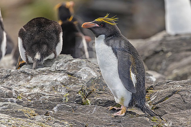 Macaroni Penguin (Eudyptes chrysolophus) on South Georgia. stock-image by Agami/Pete Morris,