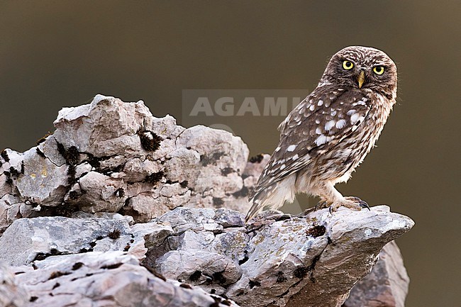 Little Owl (Athene noctua) in Italy. stock-image by Agami/Daniele Occhiato,