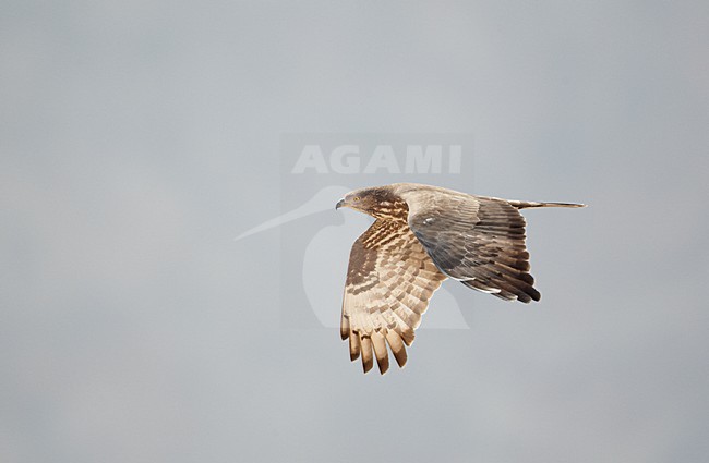 Volwassen Wespendief in de vlucht; Adult European Honey Buzzard in flight stock-image by Agami/Markus Varesvuo,